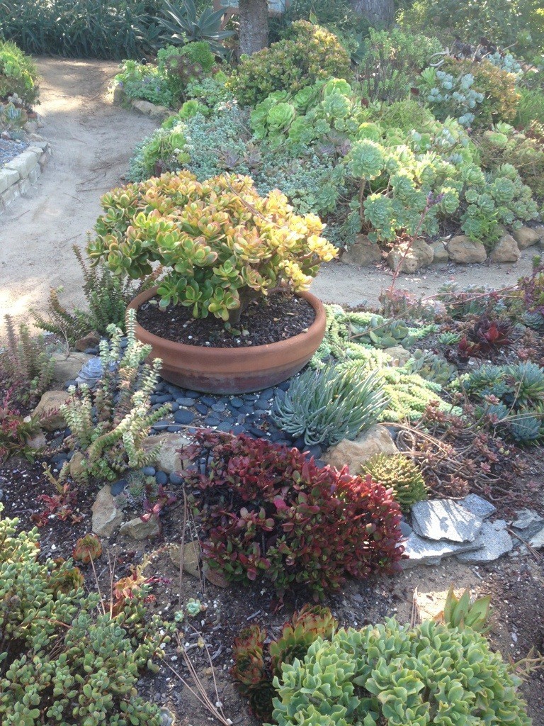 San Diego Botanical Gardens - Oh The Places You'll Grow