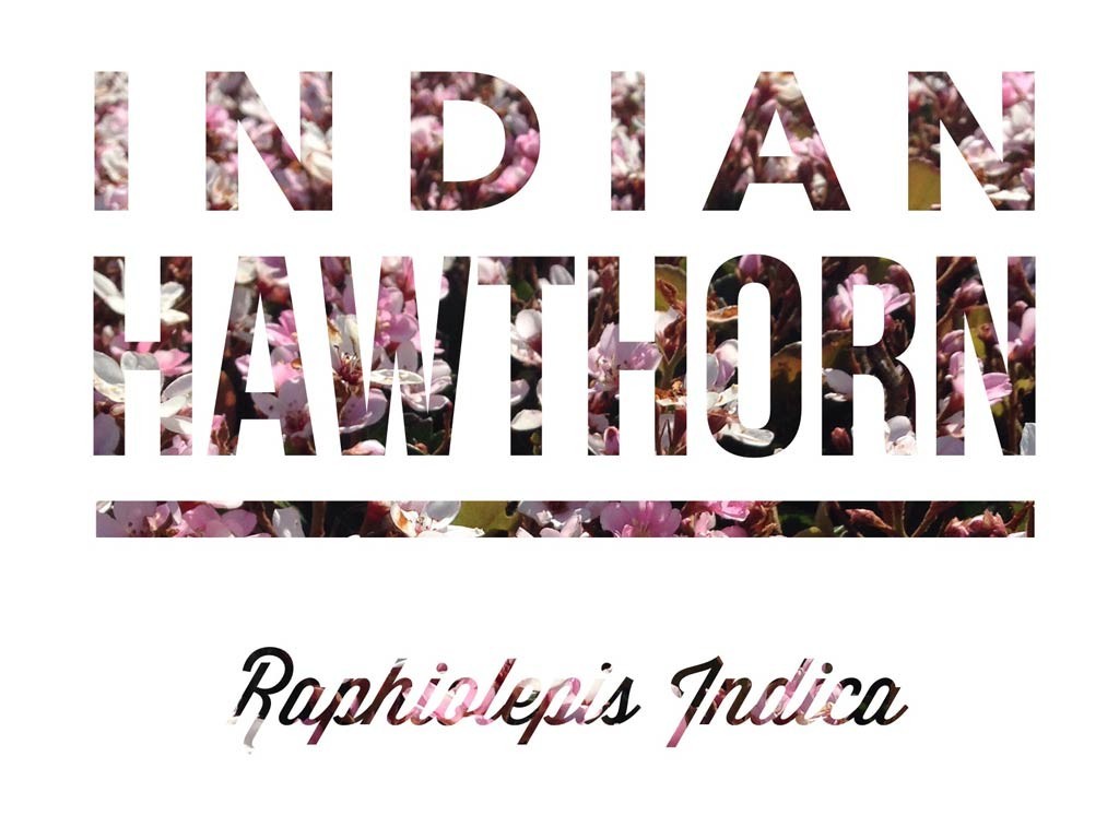 Indian Hawthorn