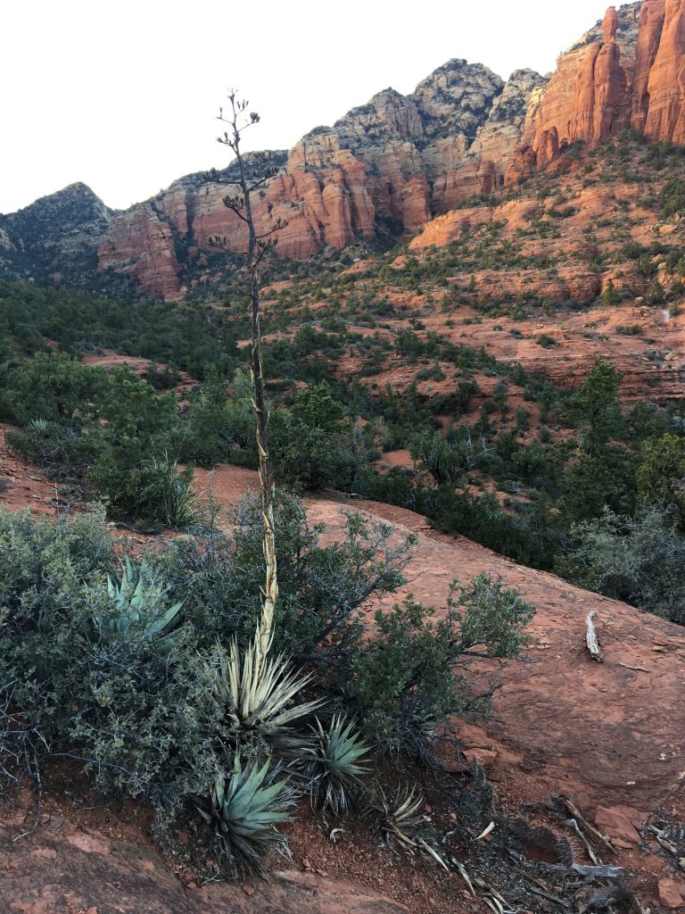 Agave Americana or the American Century Plant Sedona Arizona