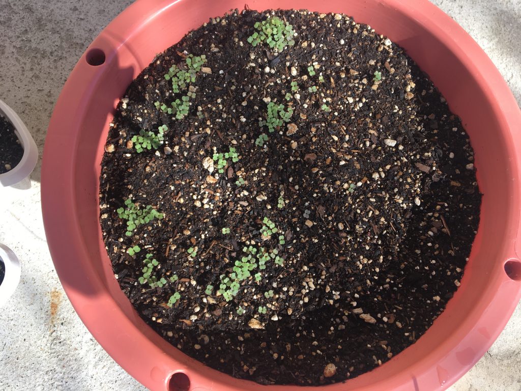 Arugula and Kale after one week