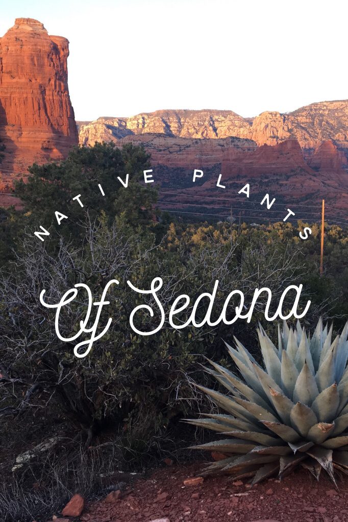 Native Plants of Sedona Arizona