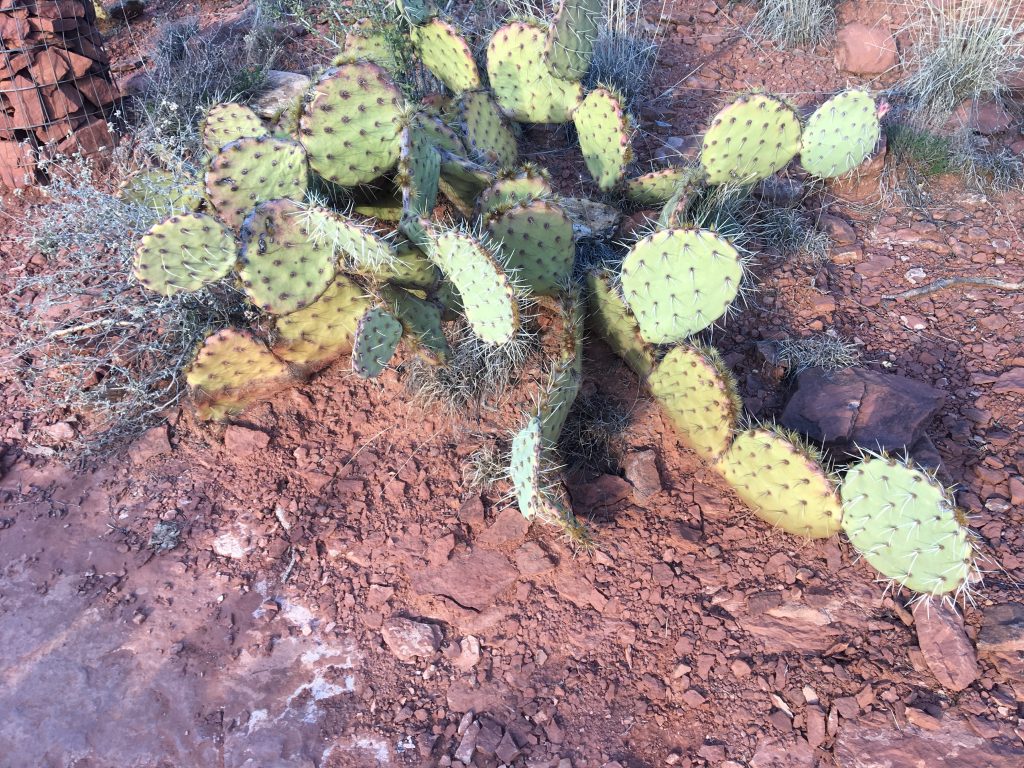 Opuntia basilaris - Sedona Arizona Pricklypear, bevertail Cactus