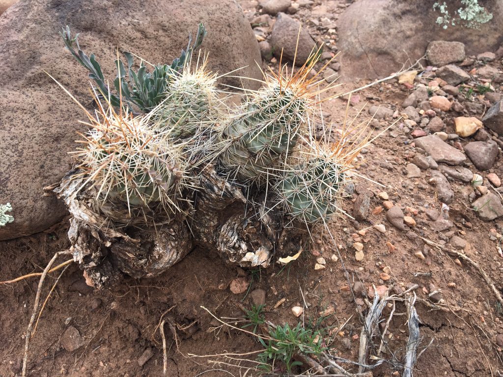 Hedgehog Cactus in Sedona Strawberry Cactus