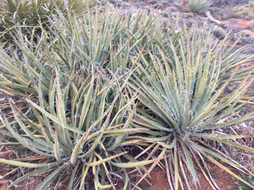 Yucca baccata seen in Sedona, AZ. Also known as the Banana Yucca
