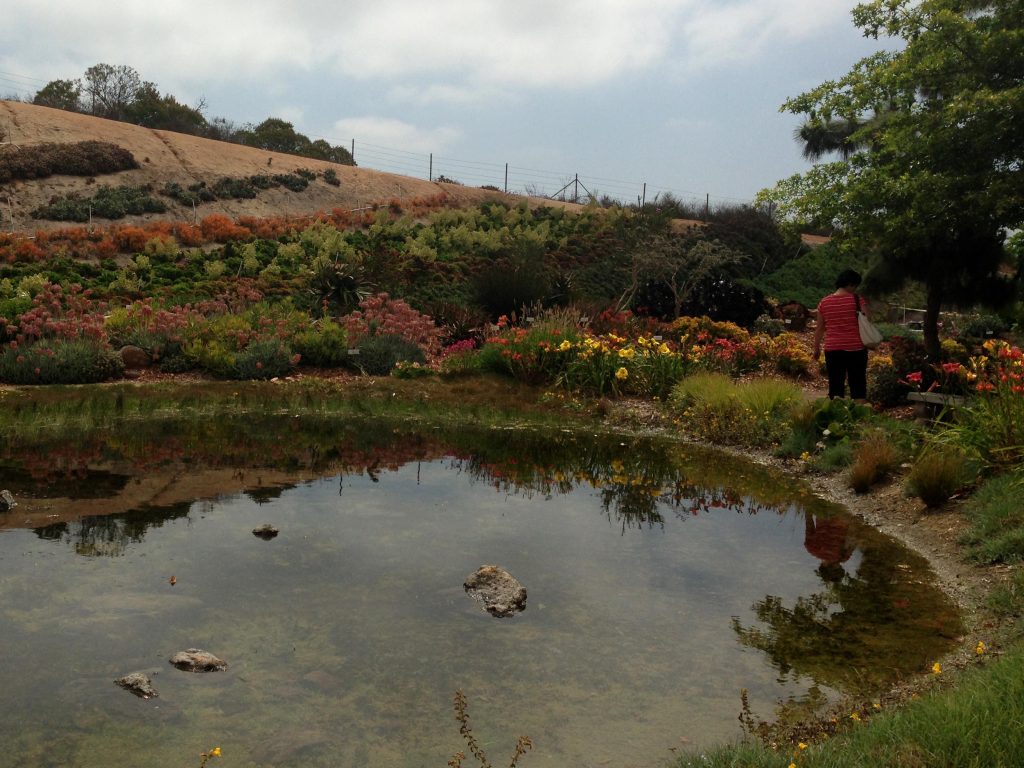 Waterwise Botanicals hosts the best “Succulent Celebration” 