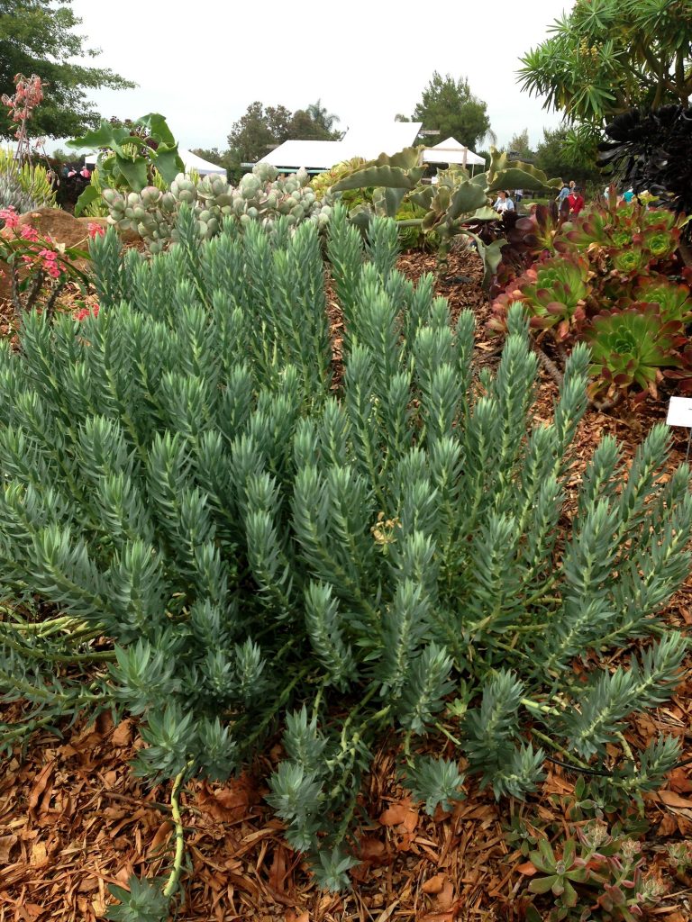 Succulent Euphorbia rigida or Gopher Spurge