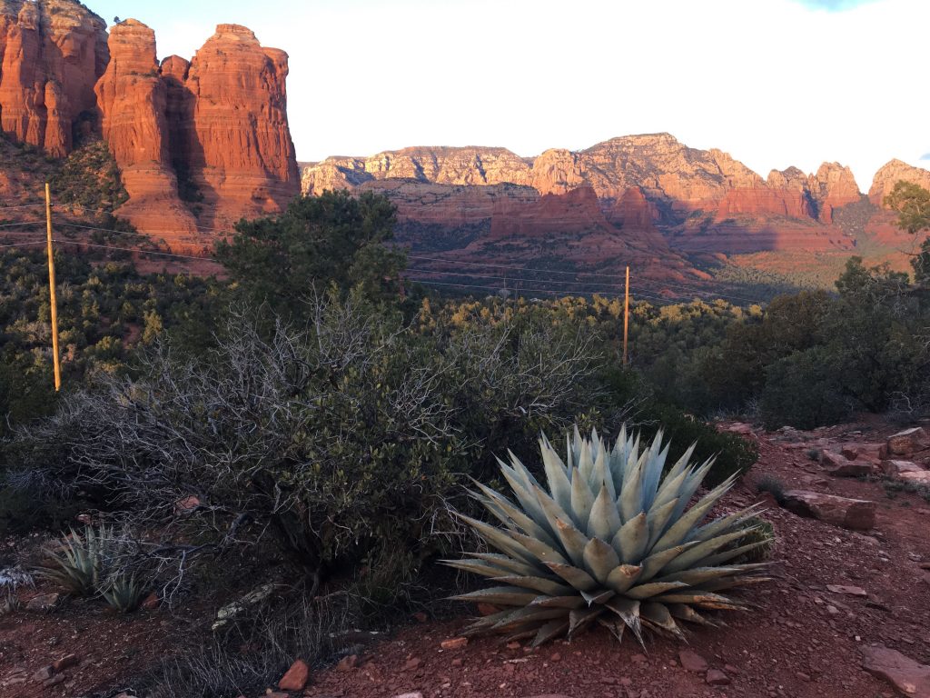 Native plants of Sedona, AZ - Oh The Places You'll Grow