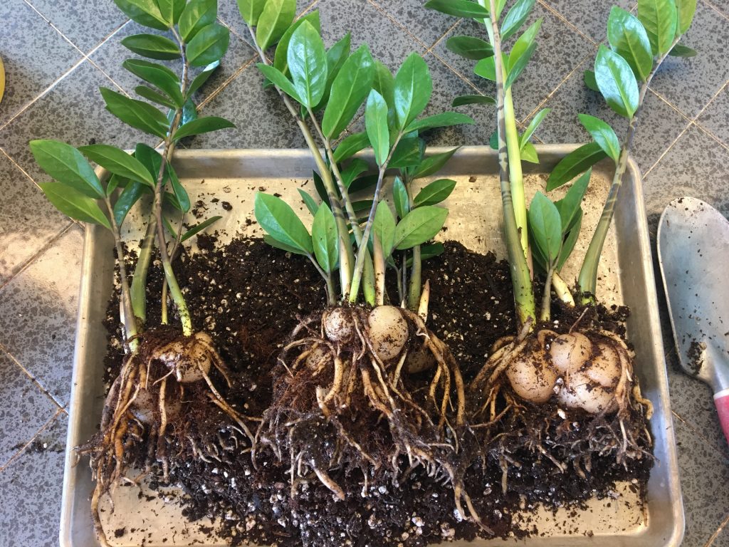 zz plant being divided by rhizomes into three separate plants