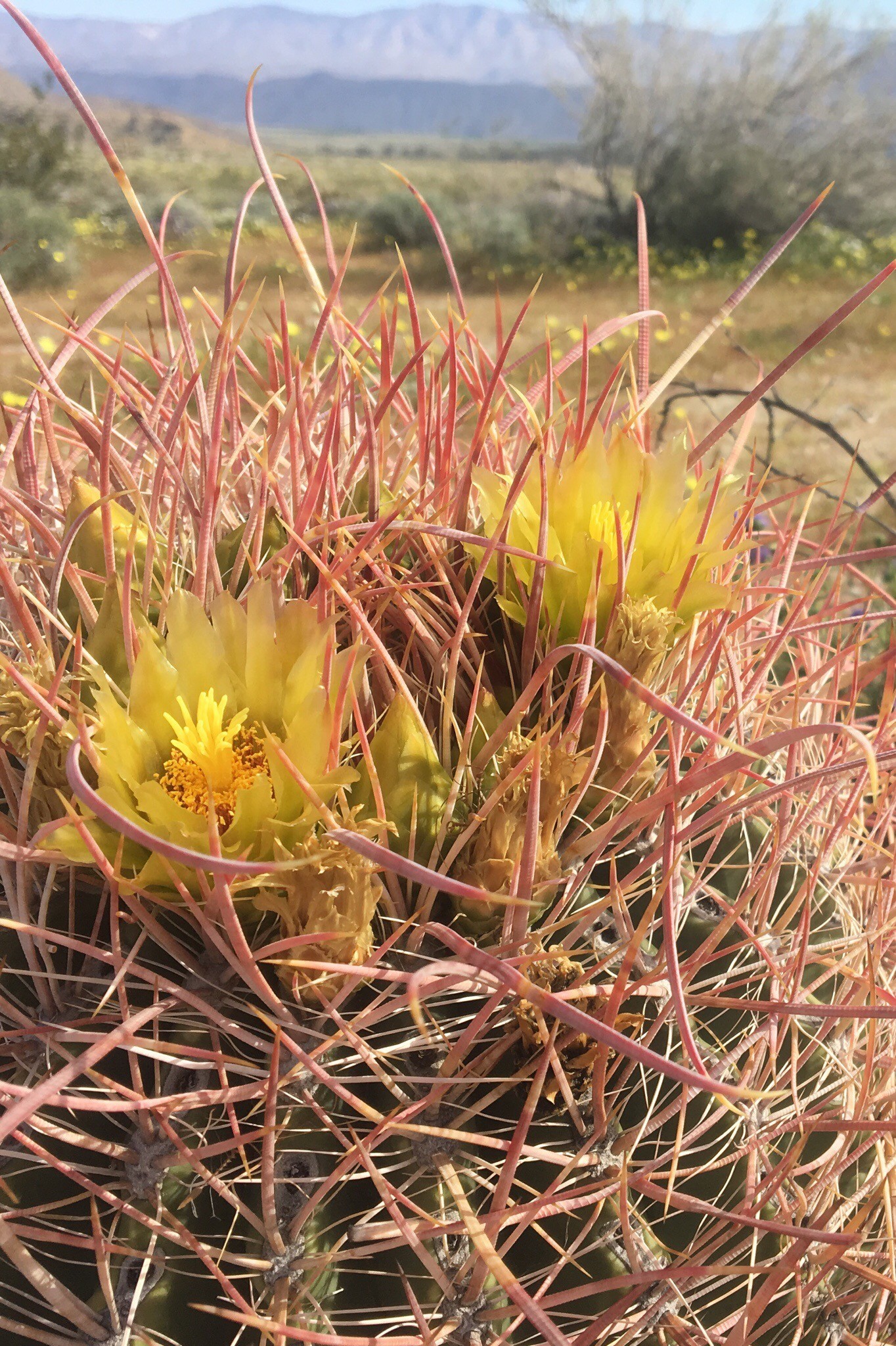 Barrel Cactus in bloom in Anza Borrego desrt