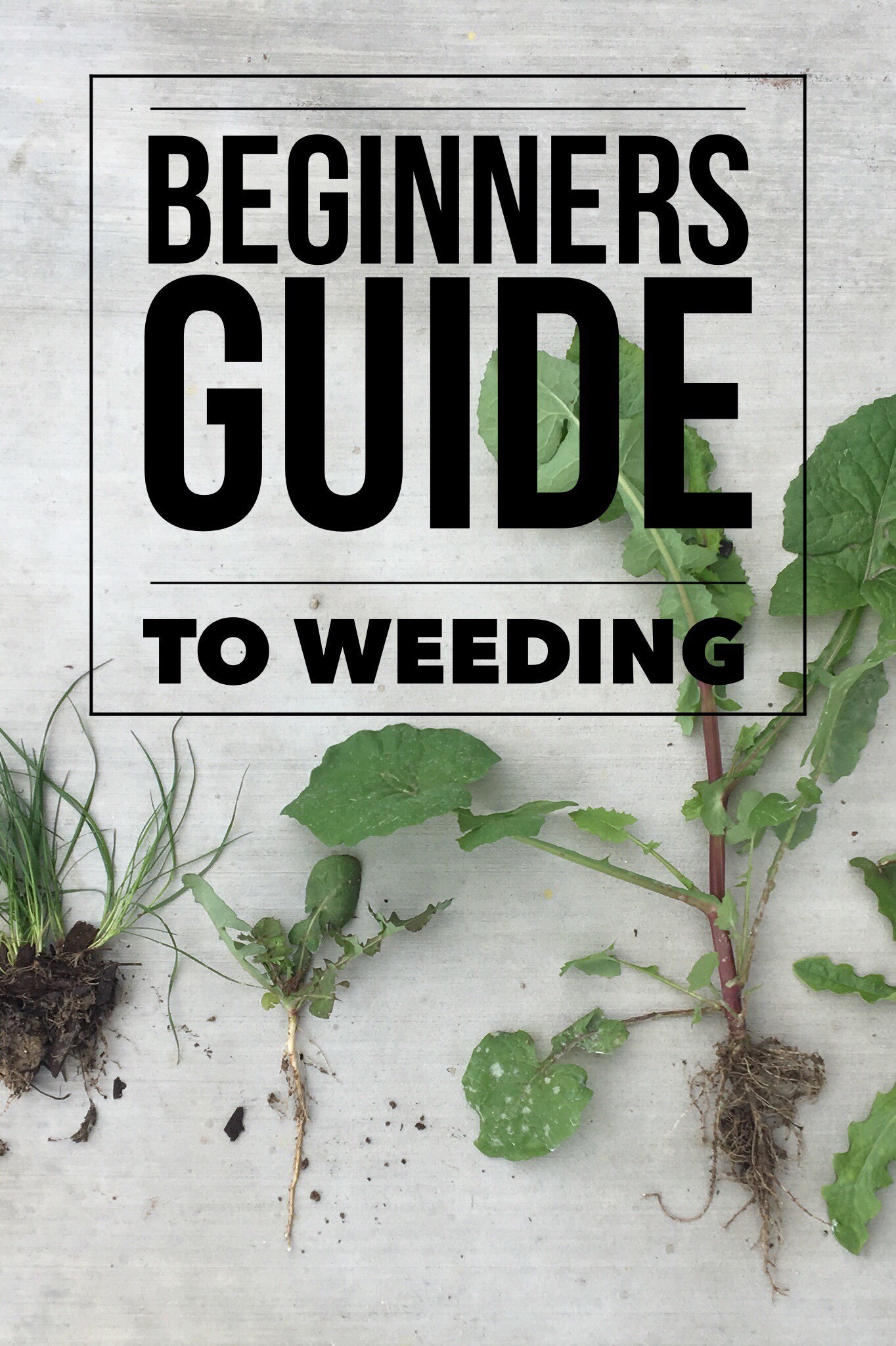 Beginners guide to weeding