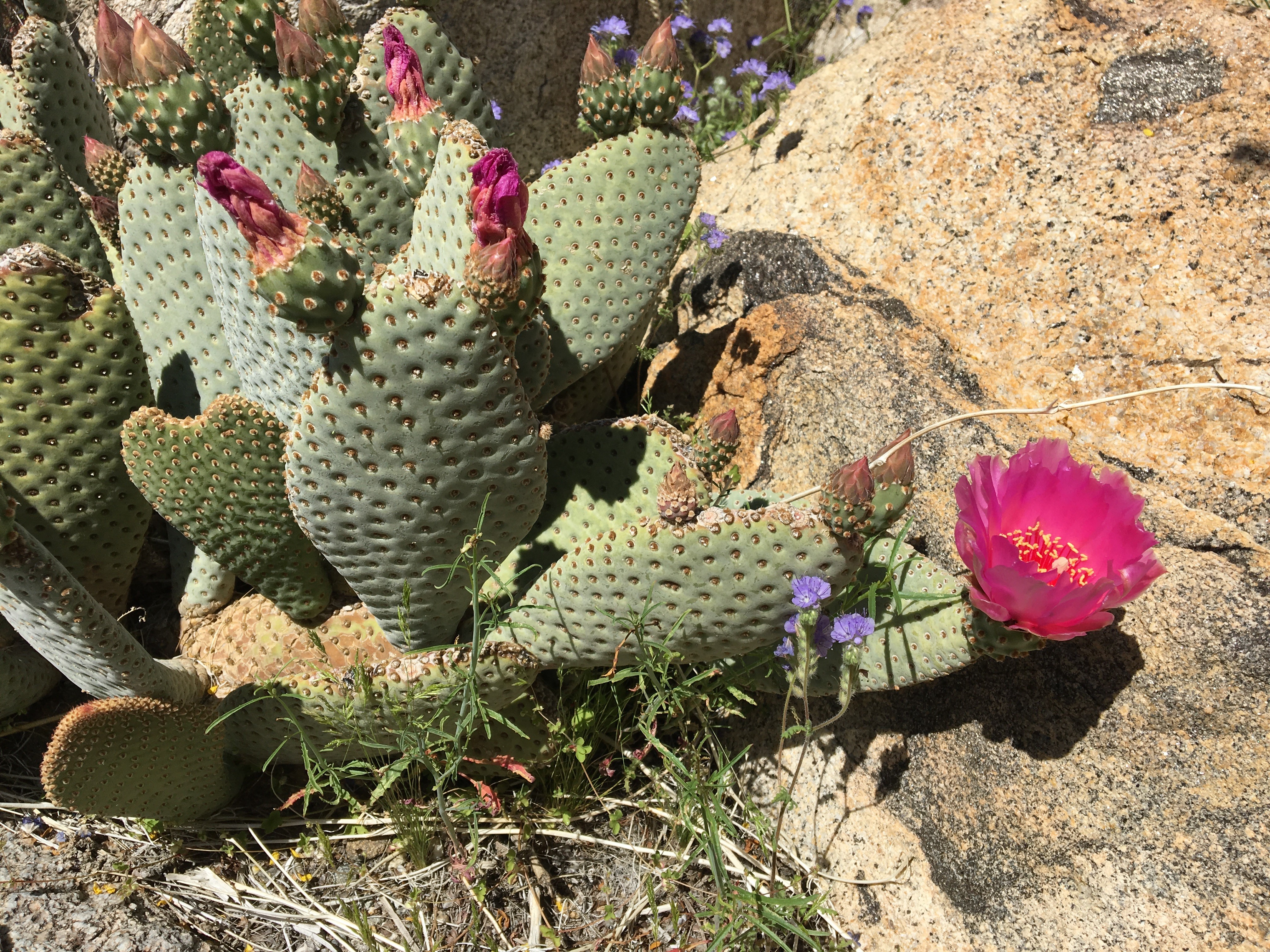 Bevertail Cactus in bloom In Anza Borrego