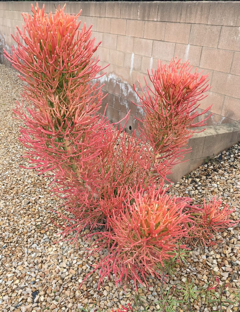 Brilliant red and orange sticks on fire succulent plant
