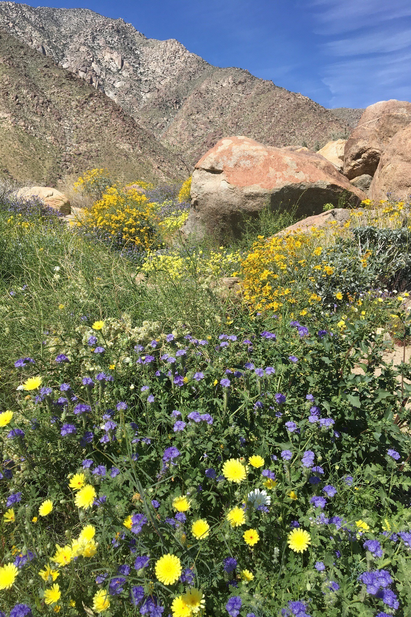 desert wildflowers in Anza Borrego State Park