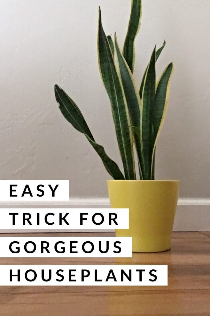 easy trick for gorgeous houseplants