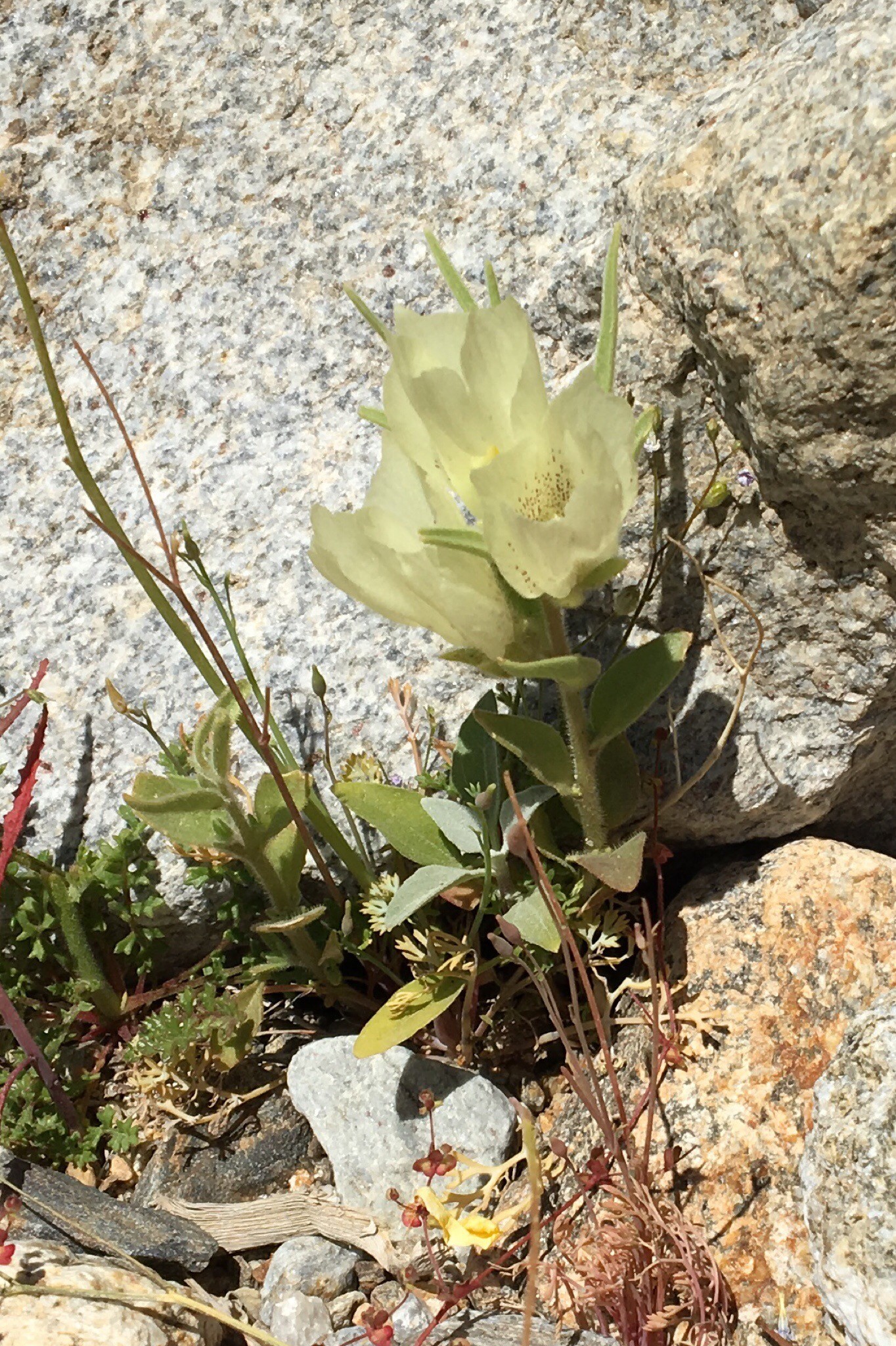 Ghost Flower or Mohavea confertiflora in anza borrego