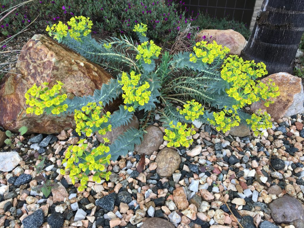 Gopher Spurge plant with blooming yellow flowers in the spring in a rock garden