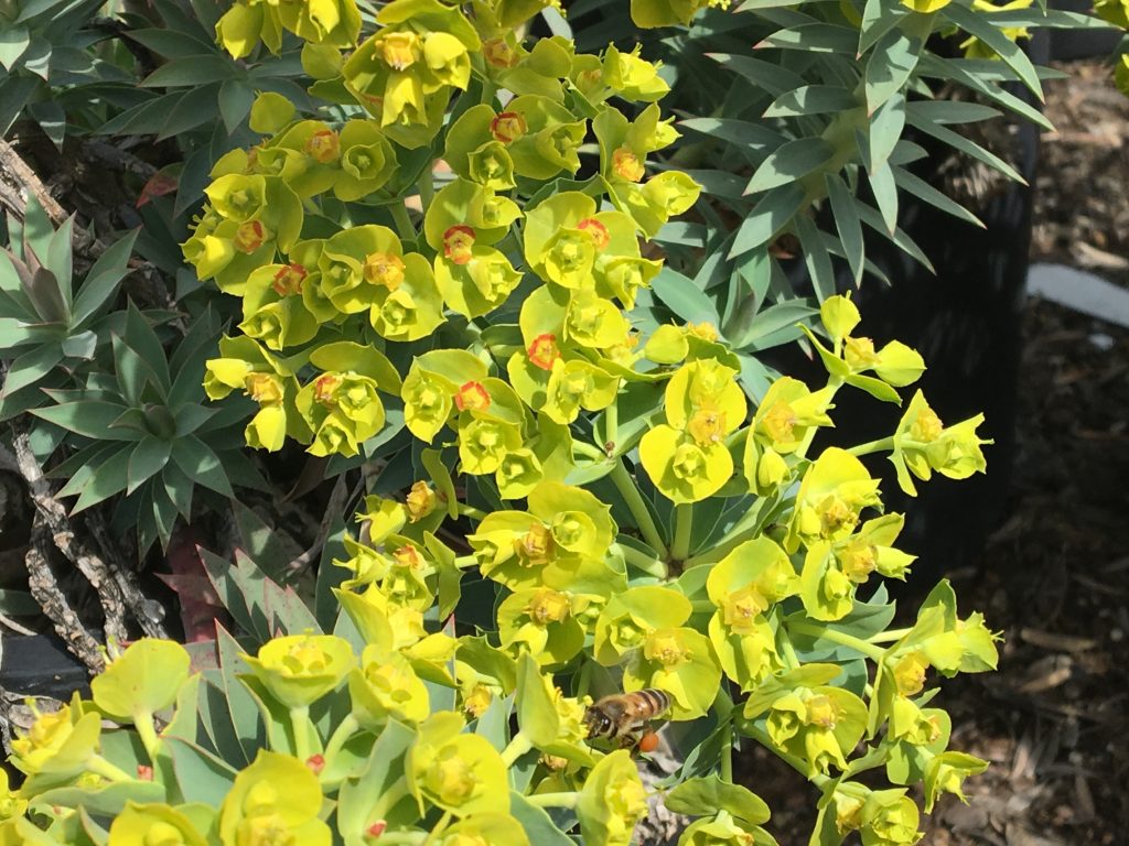 Attract bees to your garden with flowers Gopher Spurge