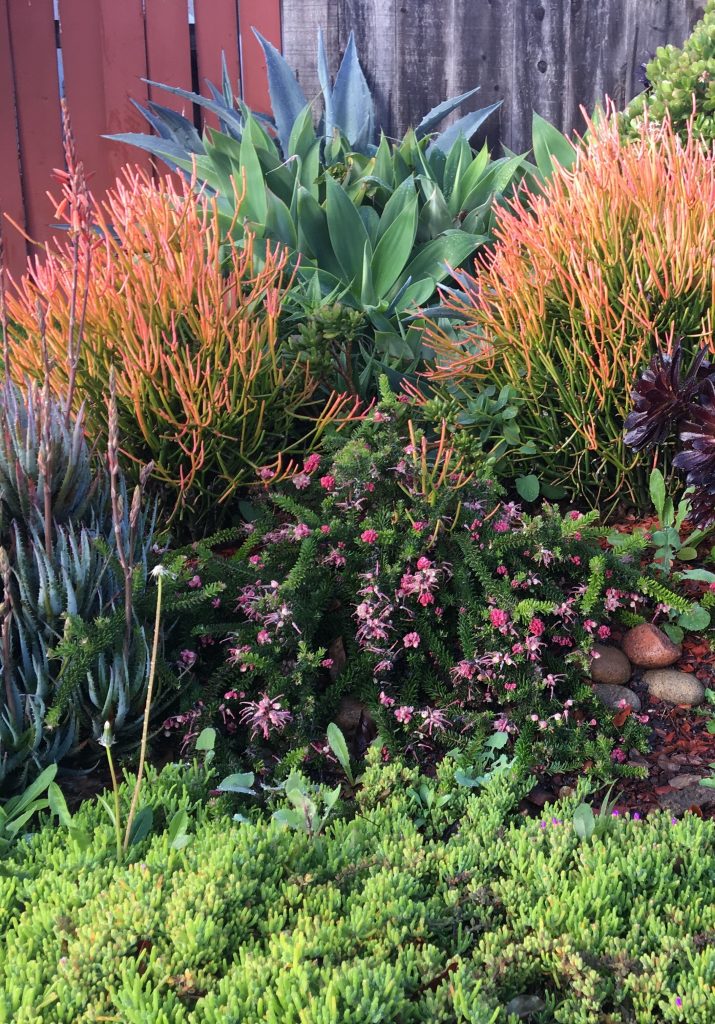 Sticks on Fire planted in a succulent garden with aloes, foxtail agave, and cyclops aeonium