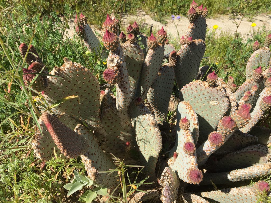 This Bevertail Cactus, opuntia basilaris, was just about to burst open it's pink flowers. THe blue-green flat pads were still striking and full with that winters rainfall.