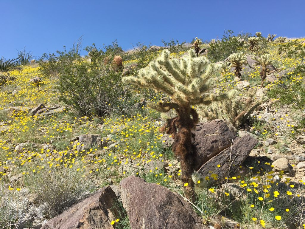 Teddybear Cholla, cylindropu, surrounded by dwarf poppies. Anza Borrego State Park