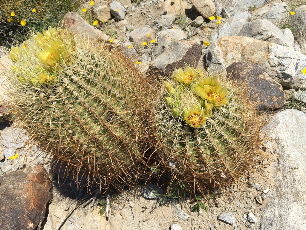 Barrel Cactus have these beautiful and delicate yellow flowers Anza Borresgo  Desert