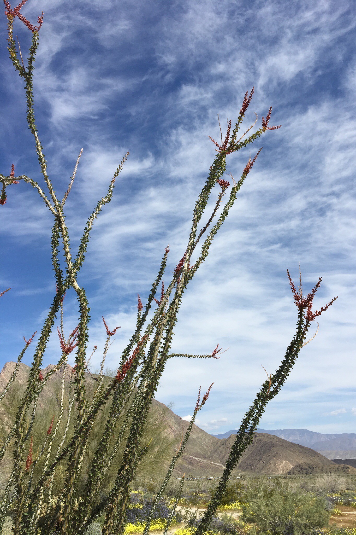 Ocotillo with red blooms