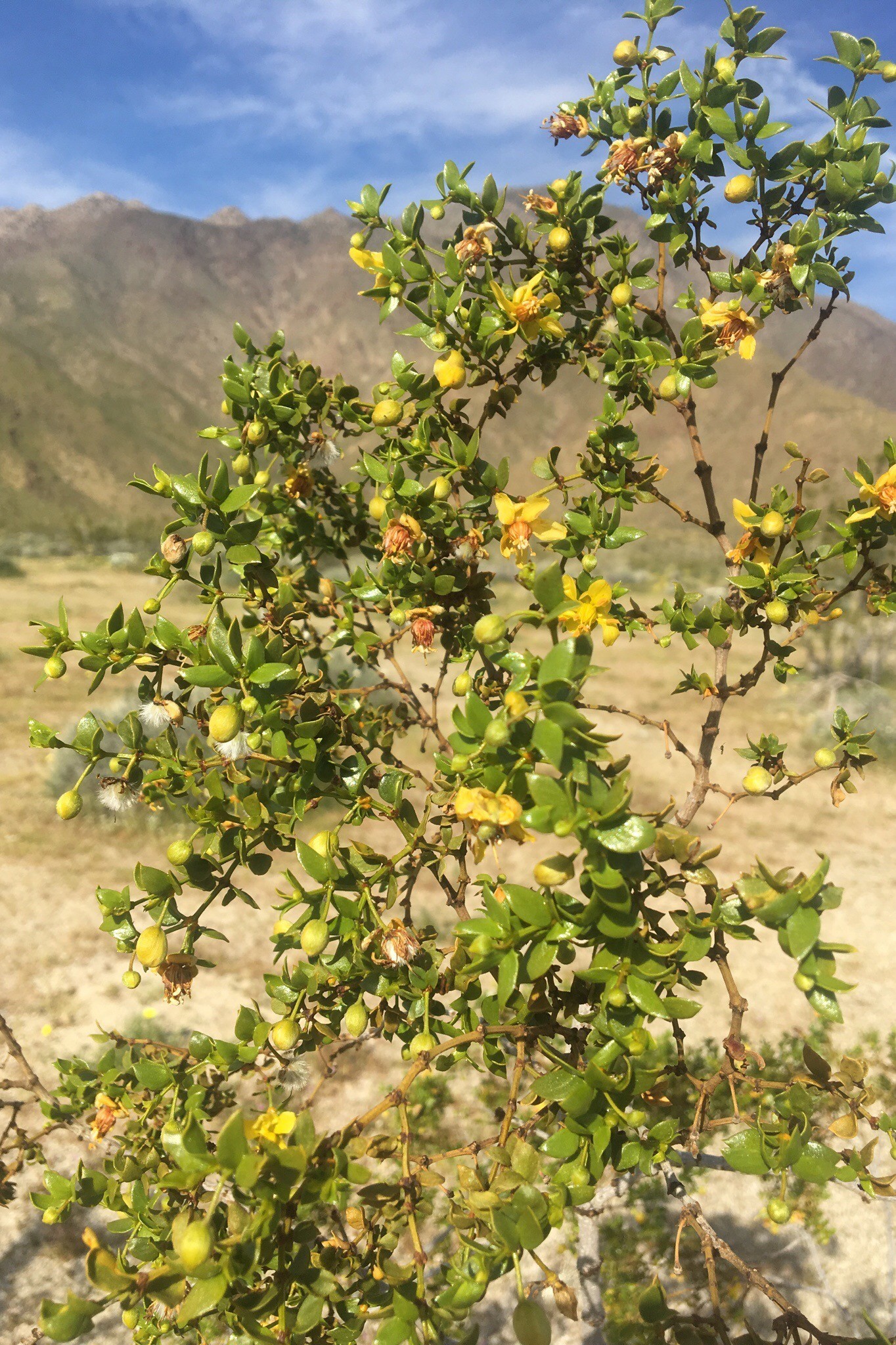 Plant with yellow flowers anza borrego
