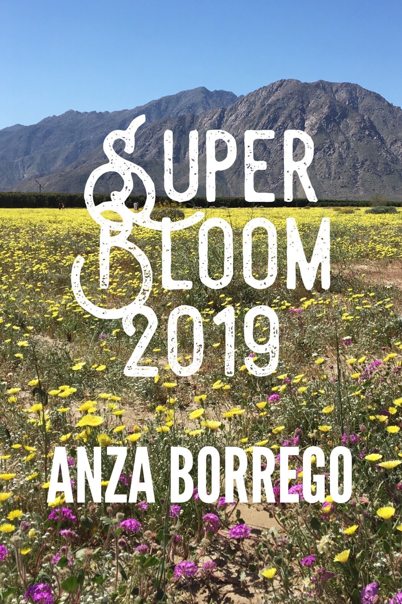 wildflower super bloom 2019 anza borrego