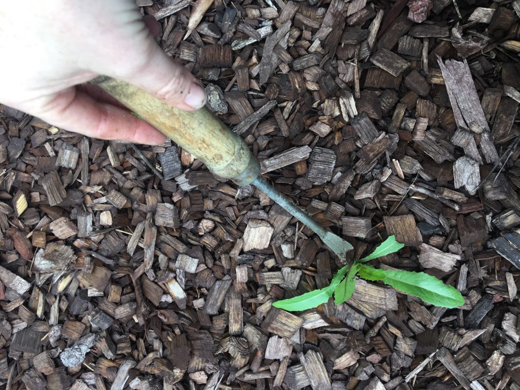 Weeding with a weeder tool