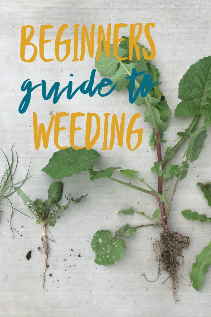 Your Beginners guide to weeding