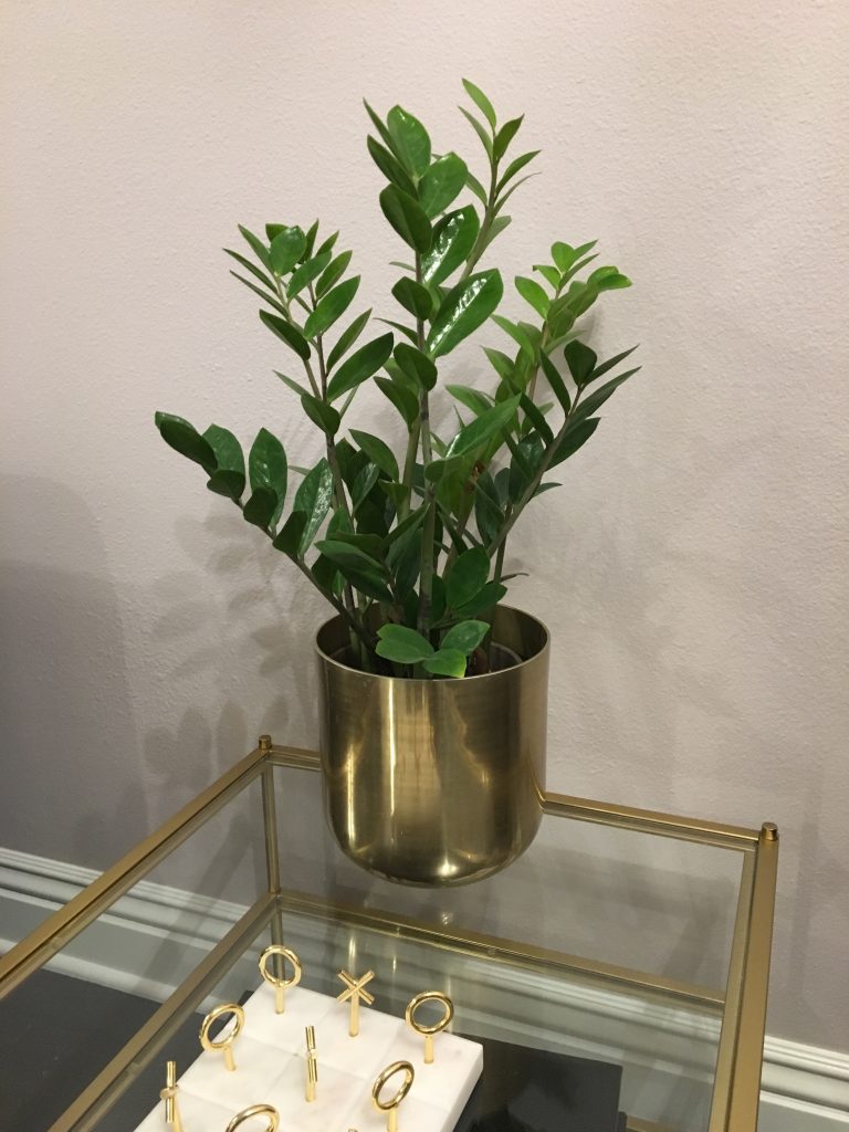 zz plant in gold container