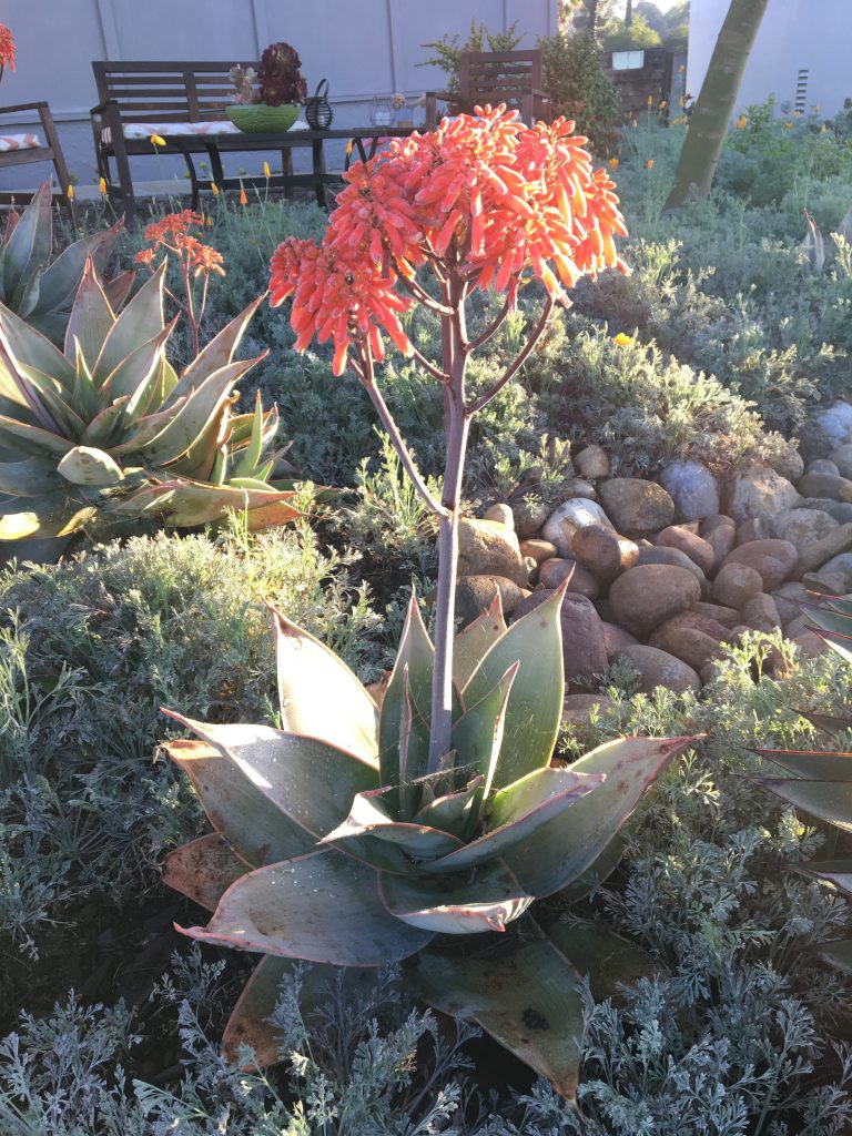 Aloe striata with clusters of orange flowers