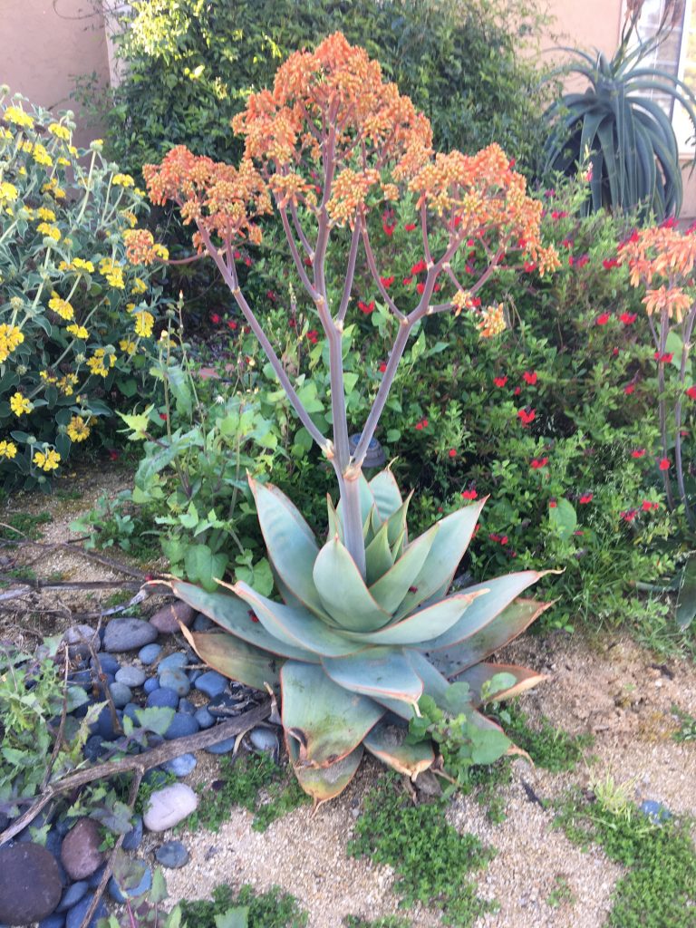 Aloe striata with stalk of coral flowers