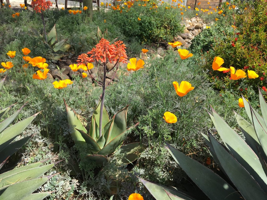 Aloe striata and California Poppies