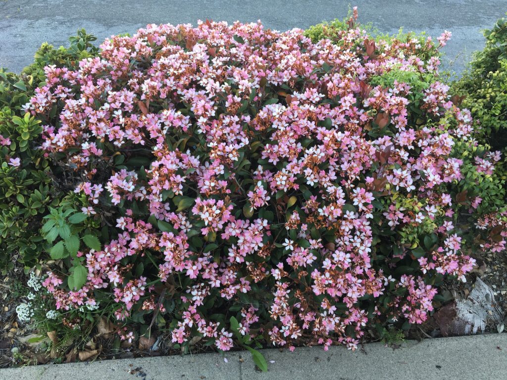 Indian Hawthorne Plant in bloom - Oh The Places You'll Grow