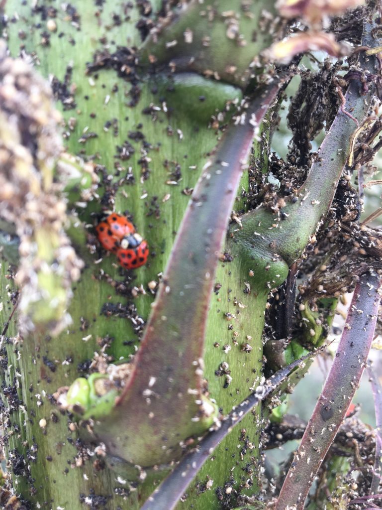 lady bugs are multiplying