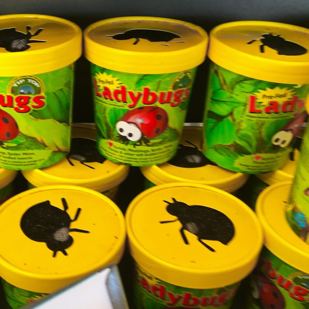 Ladybugs for sale to release into the garden
