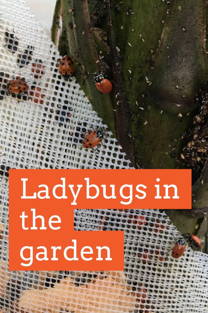 Ladybugs in the garden tips