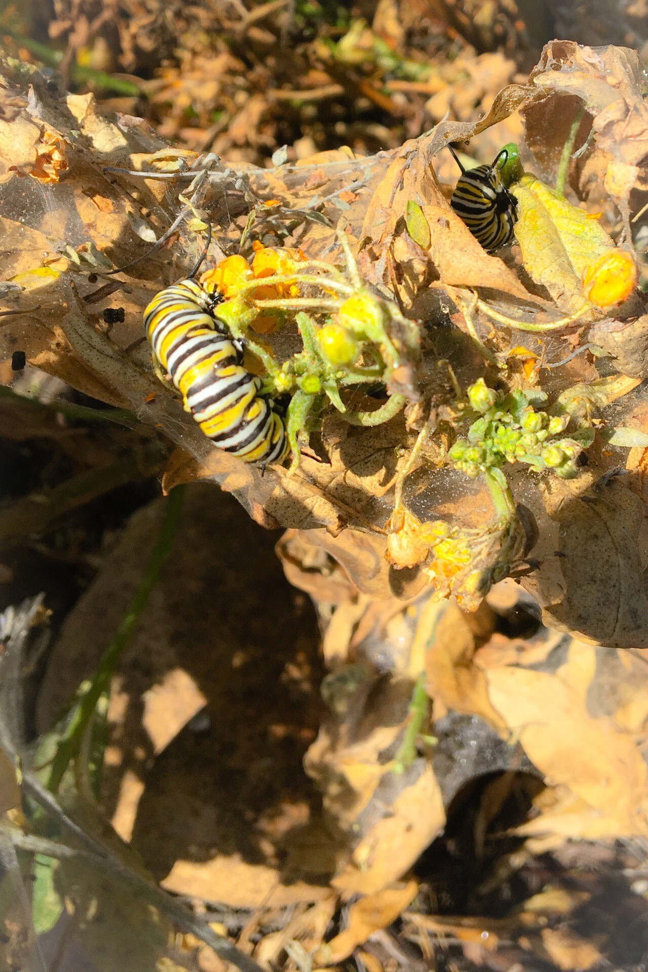Monarch Caterpillar eating Milkweed