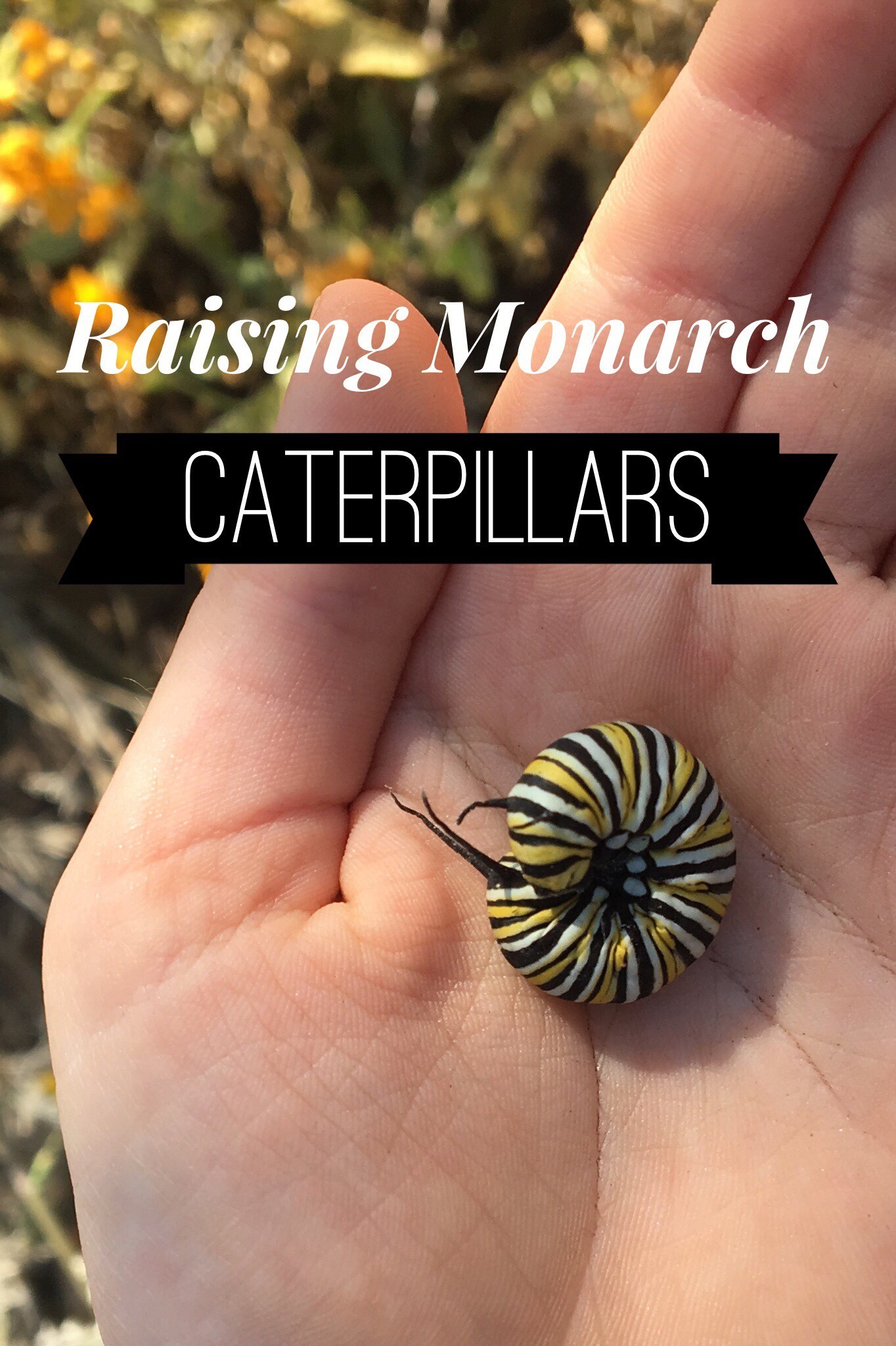 Raising Monarch Caterpillars