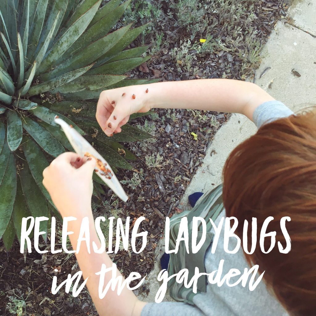 releasing ladybugs in the garden