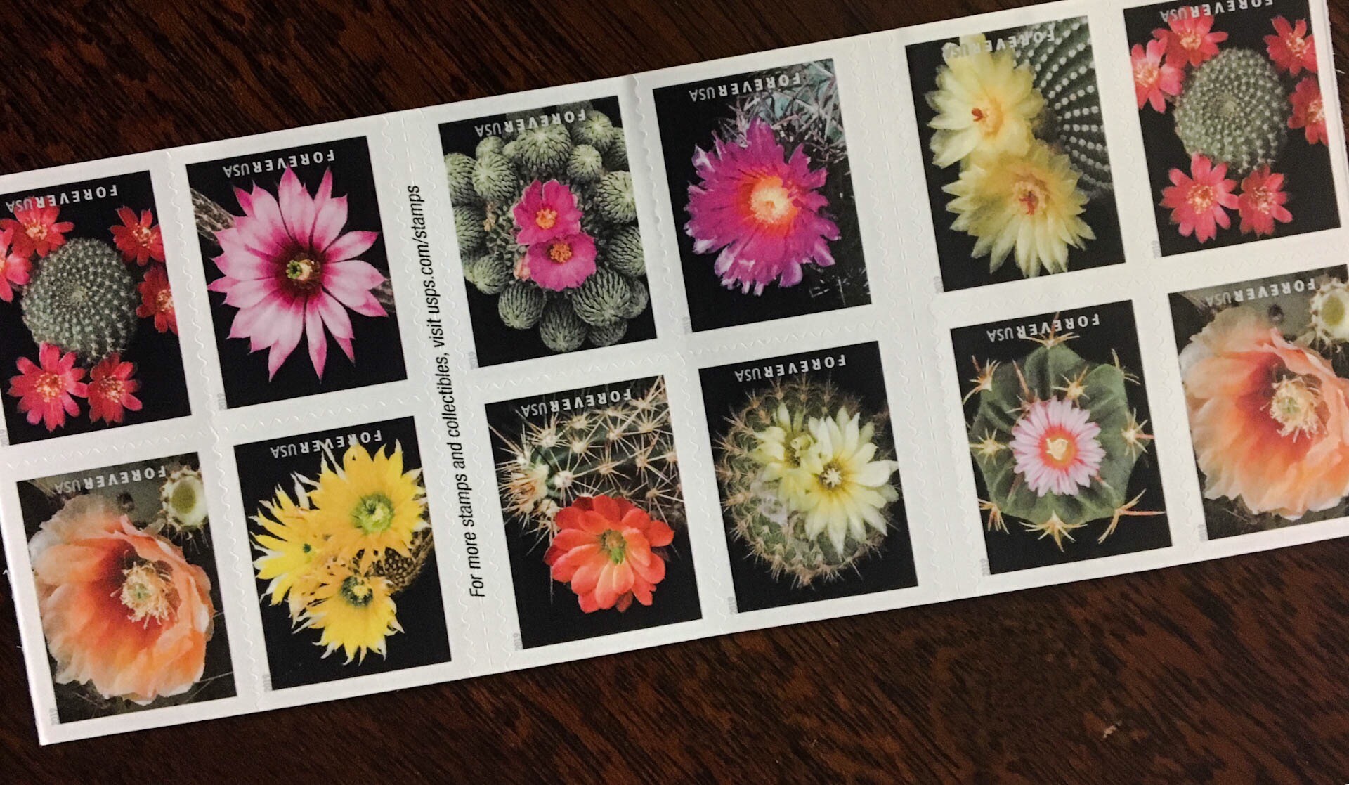 Cactus Flower Stamp Set