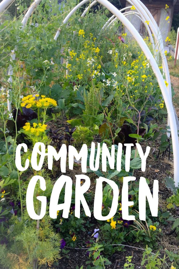 community garden in Squamish Canada
