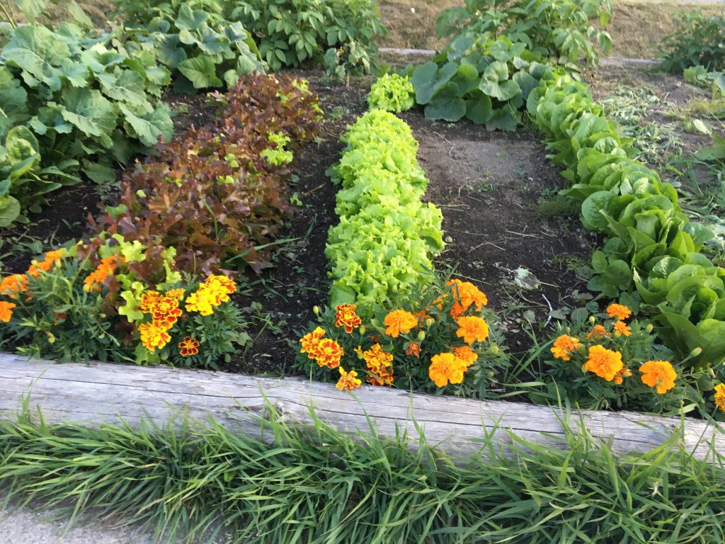 Lettuce Planted with Marigolds as companion plants