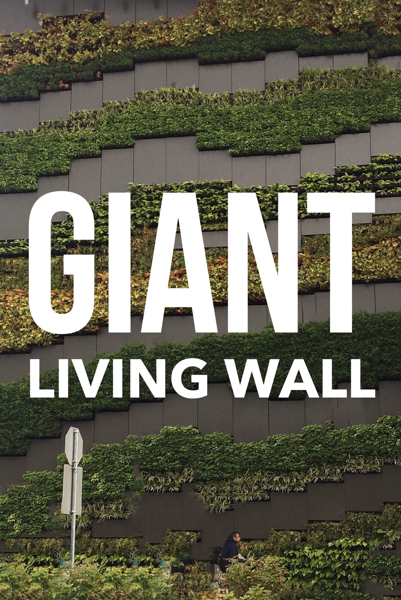 giant living wall of plants
