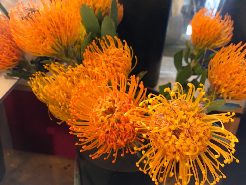 pincushion orange protea at market