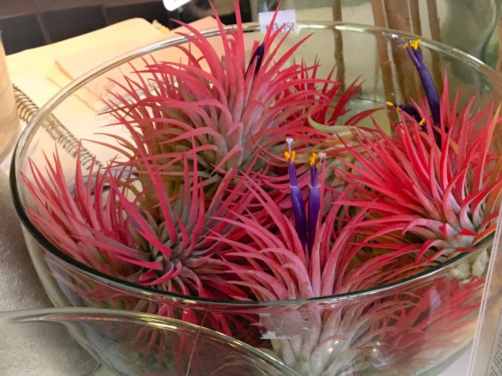 Vibrant pink air plants for sale at the market (some with purple blooms!)