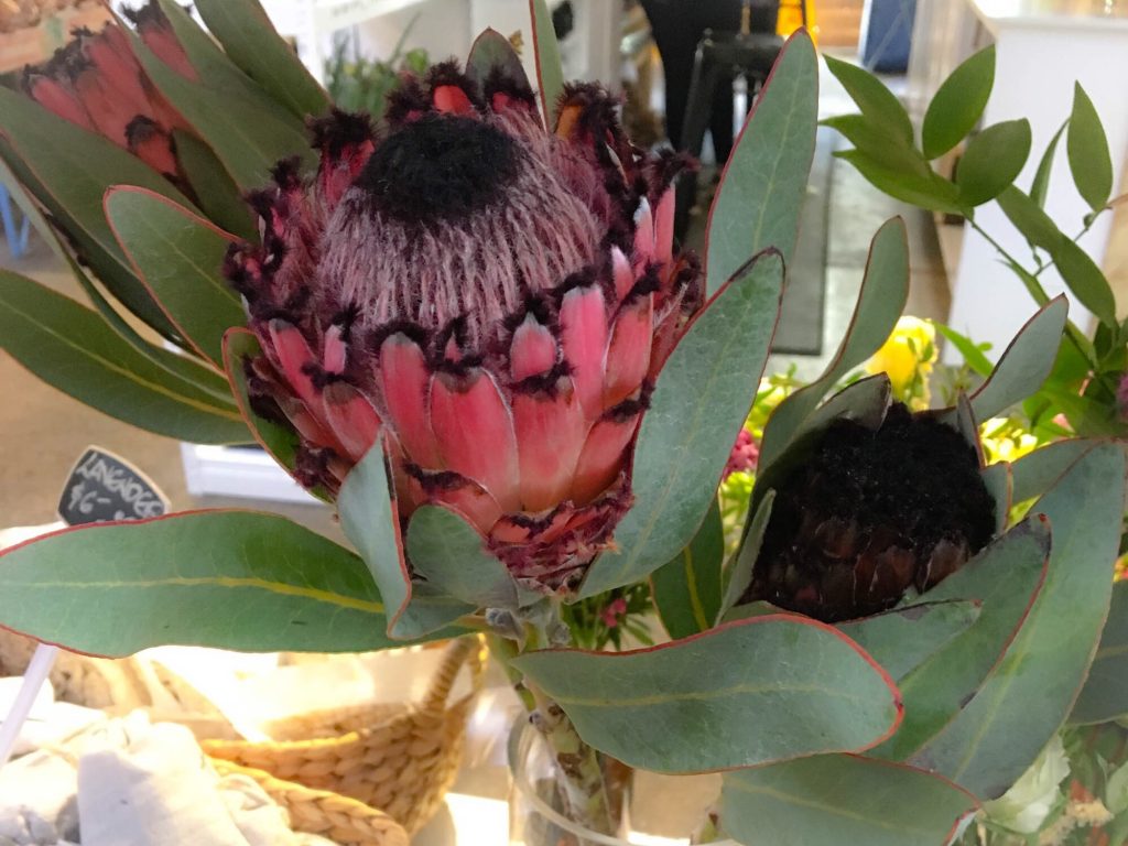 Pink Protea at the market