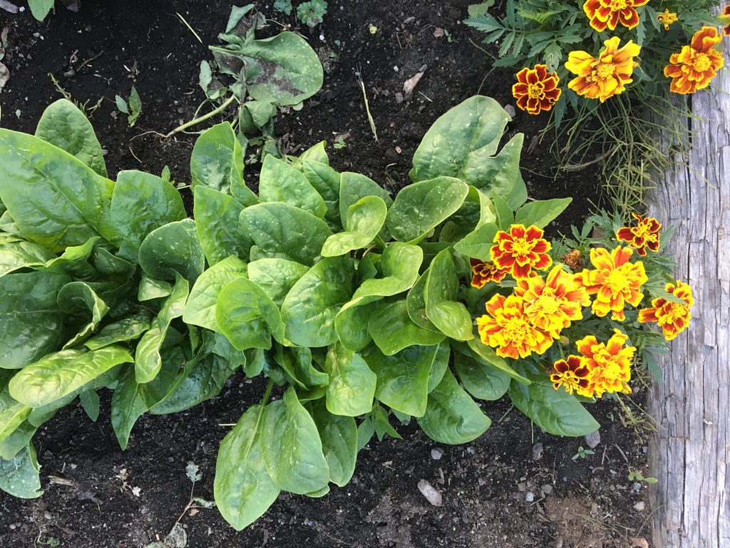 spinach and marigolds