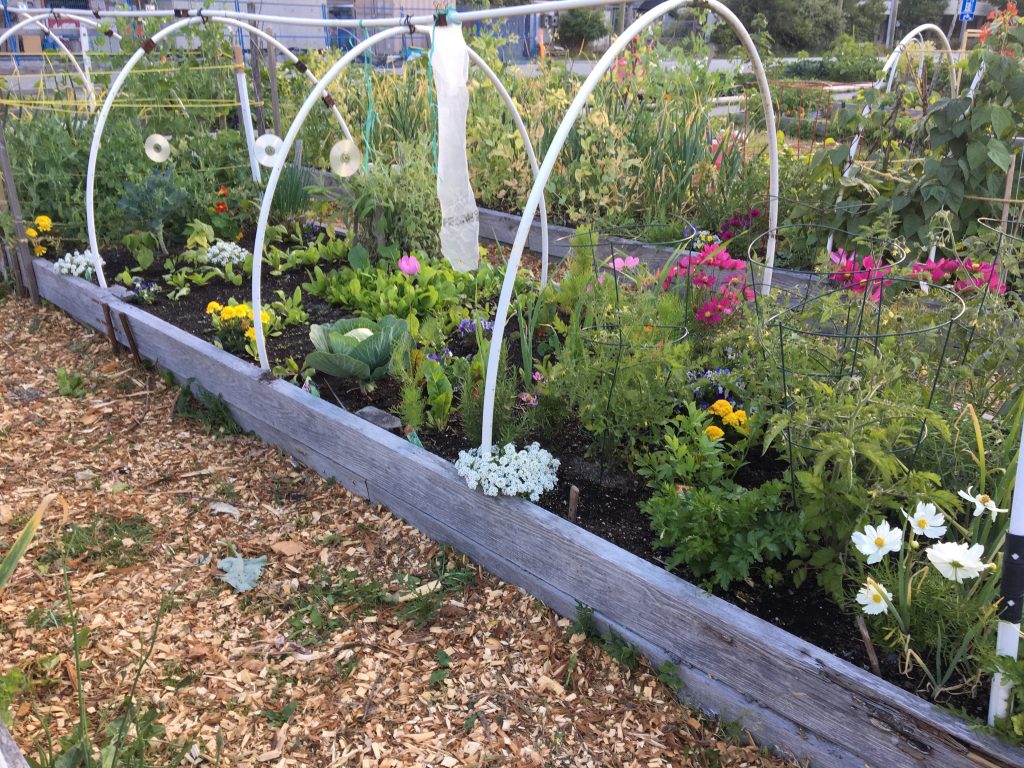 Squamish community garden plot